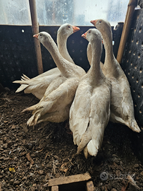 Oche femmine e galline marans