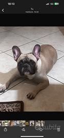 Bouledogue francese