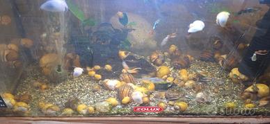 Lumache Ampullarie x acquario