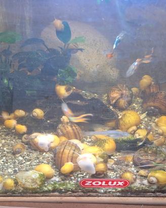 Lumache Ampullarie x acquario