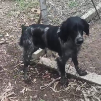 Cane caccia