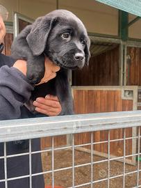 Labrador femmina con pedigree