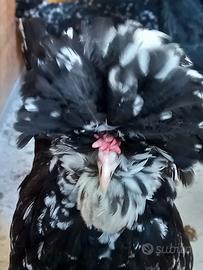 Galline razza houdan