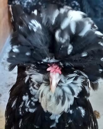 Galline razza houdan