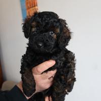 Cuccioli di barboncino nano