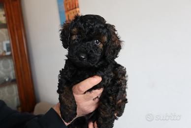 Cuccioli di barboncino nano