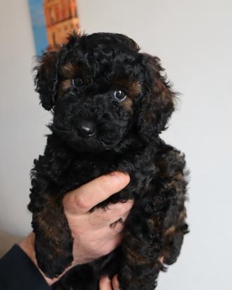 Cuccioli di barboncino nano