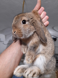 Coniglio ariete nano