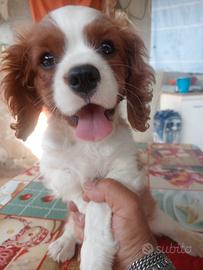 Cavalier king