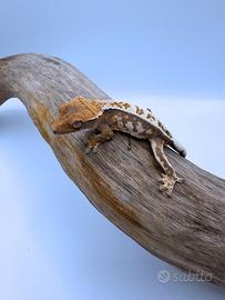 Geco Ciliatus - Sable Tri