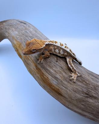 Geco Ciliatus - Sable Tri