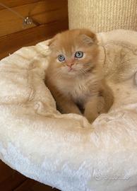 Scottish Fold e Scottish Straight