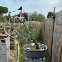 Bonsai Pino Silvestre