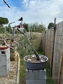 Bonsai Pino Silvestre