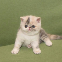 Gattini exotic shorthair. Alta geneologia