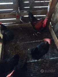 Galline maranz