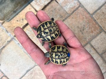 Tartarughe di terra