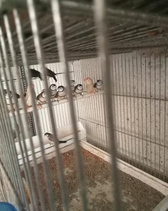 Uccelli Diamanti Bichenow