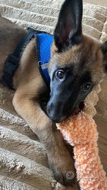 Malinois di circa tre mesi