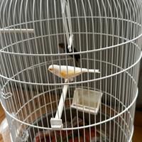 Canarini coppia con gabbia