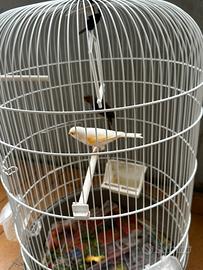 Canarini coppia con gabbia