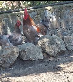 Galline Marans
