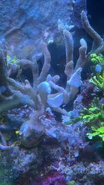 Coralli acquario - montipora digitata azzurra