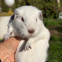 Cavia Himalayan