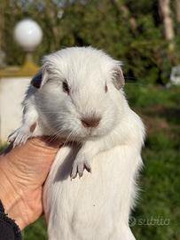 Cavia Himalayan