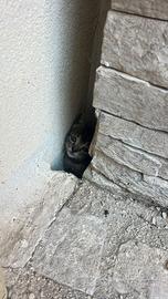 Mini micia salvata dalla cinghia di un auto
