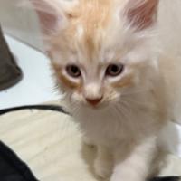 Gattini Maine Coon