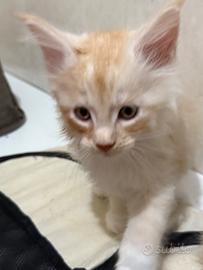 Gattini Maine Coon