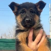 Cuccioli di Pastore tedesco