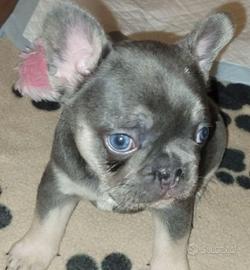 Cuccioli bulldog francesi blu e blu found M e F