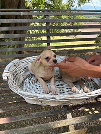 Cuccioli di pincher chihuahua