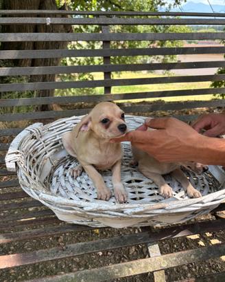 Cuccioli di pincher chihuahua