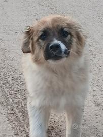 Incrocio maremmano cane lupo