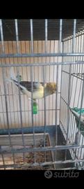 Gloster