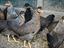 Immagine 4