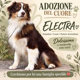 australian shepherd  adozione