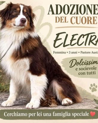 australian shepherd  adozione