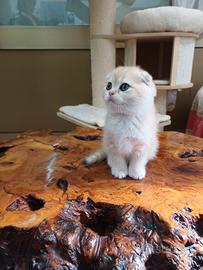 Scottish Fold maschietto Golden