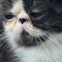 Exotic Shorthair
