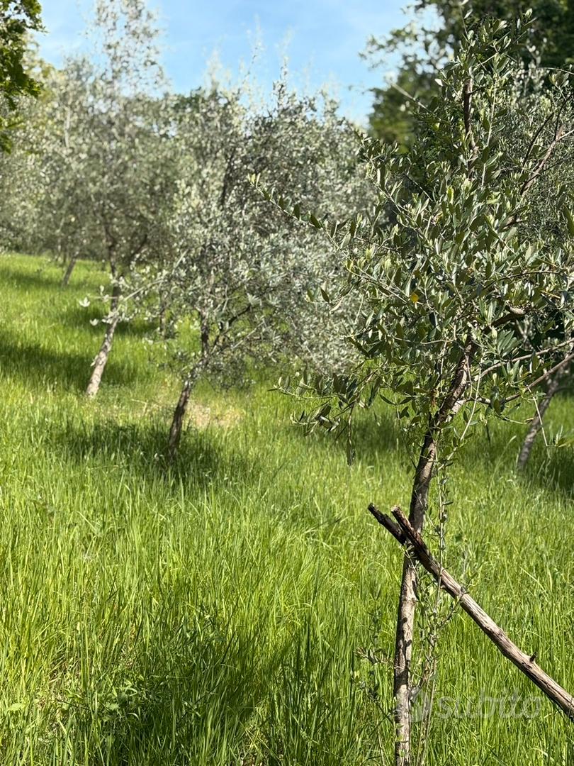 Terreno agricolo seminativo - Altro