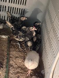 Galletti sebraight argento