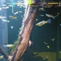 Pesci acquario guppy