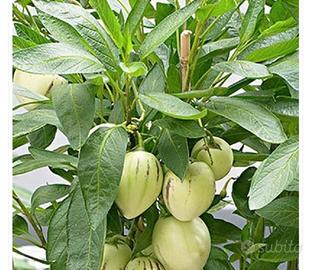 Piante di melone pepino in vaso 14