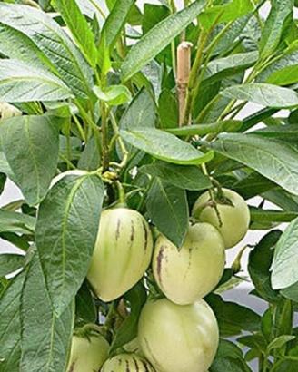 Piante di melone pepino in vaso 14
