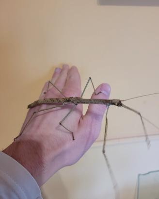 Insetti stecco ( Phaenopharos khaoyaiensis )