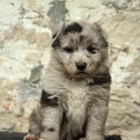 Cuccioli di Pastore del Lagorai con pedigree